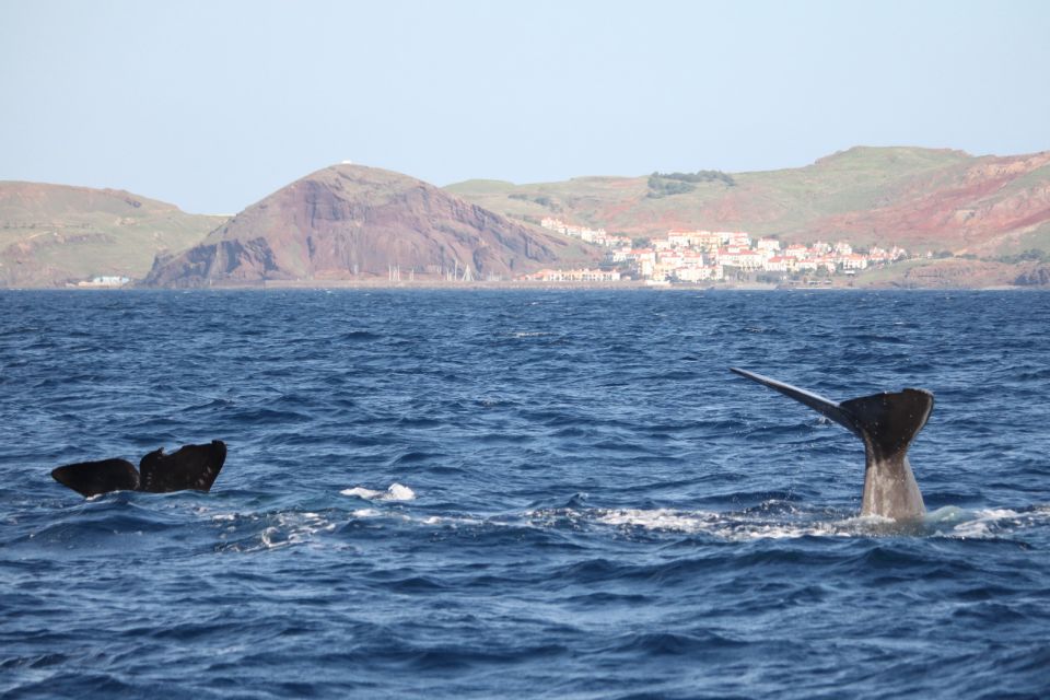 From Funchal: Whales and Dolphin Adventure Tour - Customer Reviews