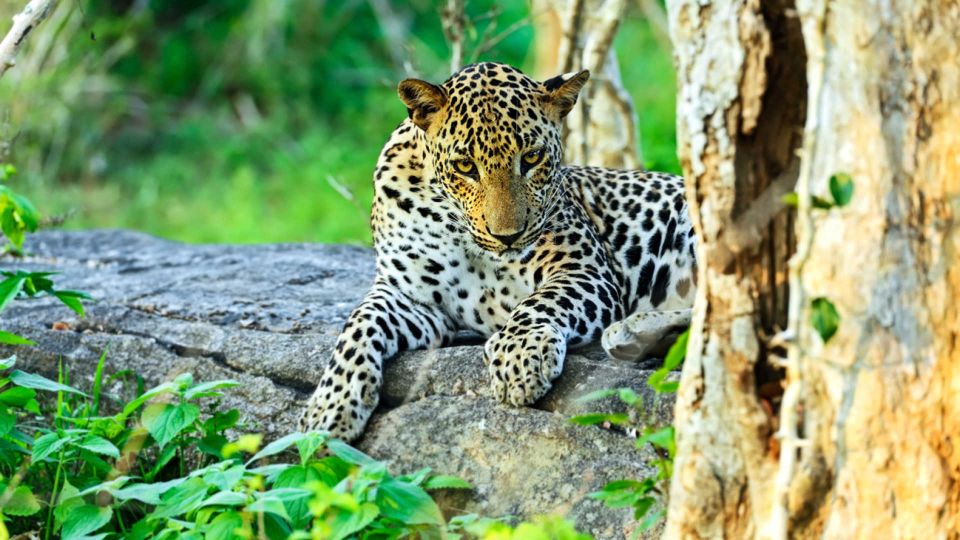 From Galle or Mirissa: Yala Safari With Lunch at Campsite - Lunch at Leopard Nest Campsite