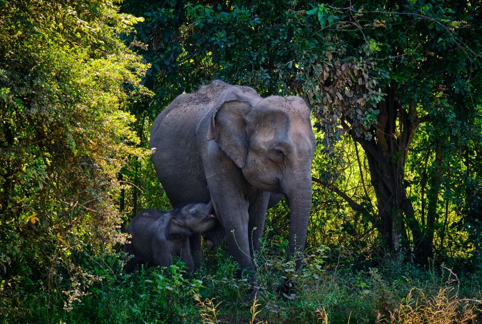 From Habarana or Sigiriya: Minneriya National Park Safari - Location and Logistics