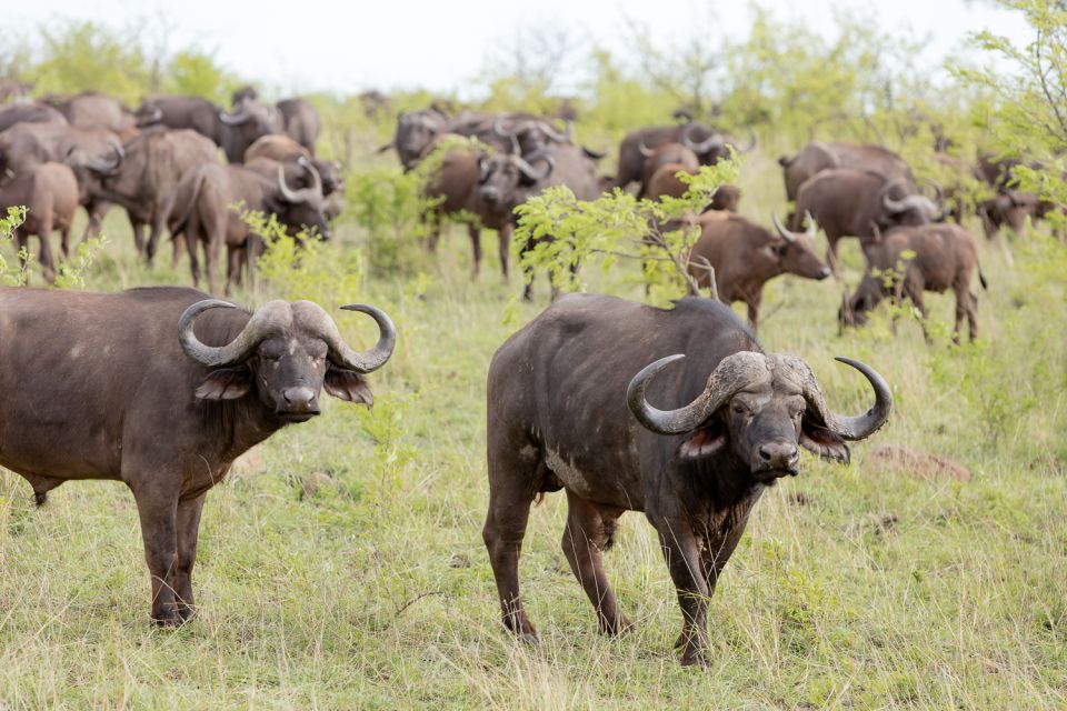 From Hoedspruit: Kruger National Park Full-Day Safari - Highlights of the Safari