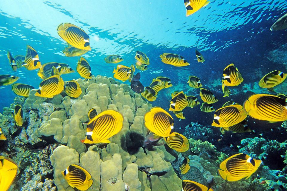 From Hurghada: Sharm El Naga Full-Day Snorkeling Tour - Traveler Reviews