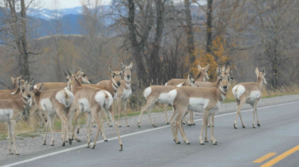 From Jackson: Yellowstone Day Tour Including Entrance Fee - Customer Reviews and Ratings