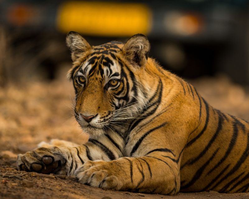 From Jaipur: Overnight Ranthambore Tiger Safari Private Tour - Additional Information
