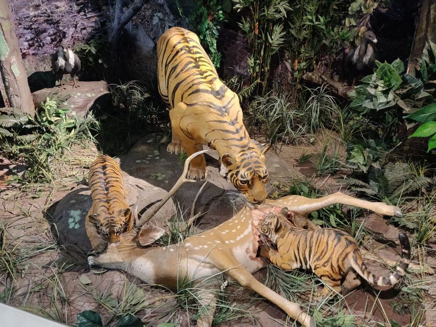 From Jaipur: Ranthambore Tiger Safari Tour By Car - Return Journey