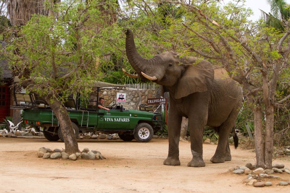 From Johannesburg: 6-Day Classic Kruger National Park Safari - Pickup and Drop-off Information