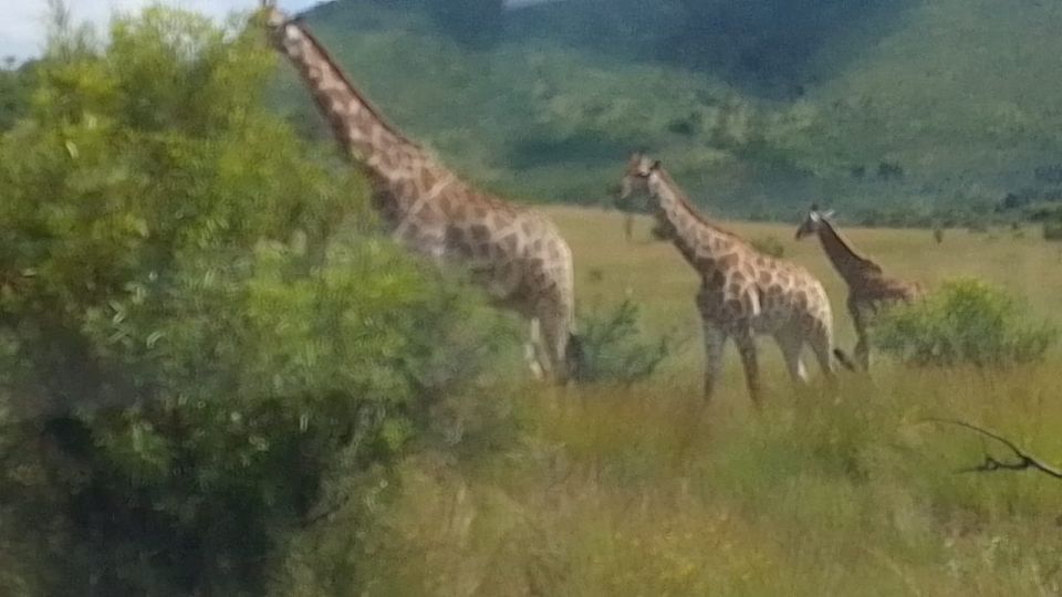 From Johannesburg: 7-Day Kruger National Park Tour - Feedback and Interaction