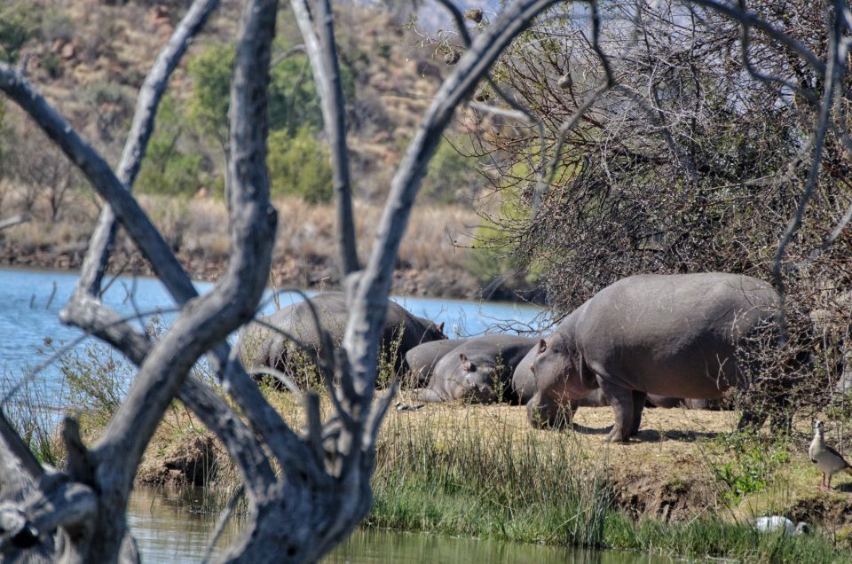 From Johannesburg: Pilanesberg Nature Reserve Game Safari - Escape to Nature From Johannesburg