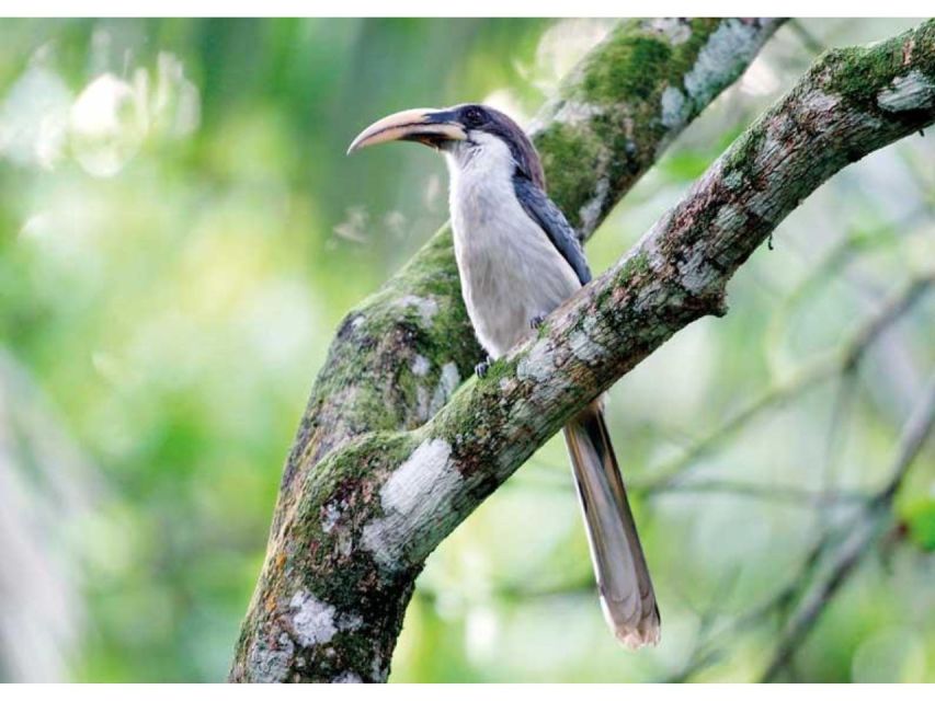 From Kandy: Bird Watching Tour to Udawatte Kele Sanctuary - Tour Inclusions