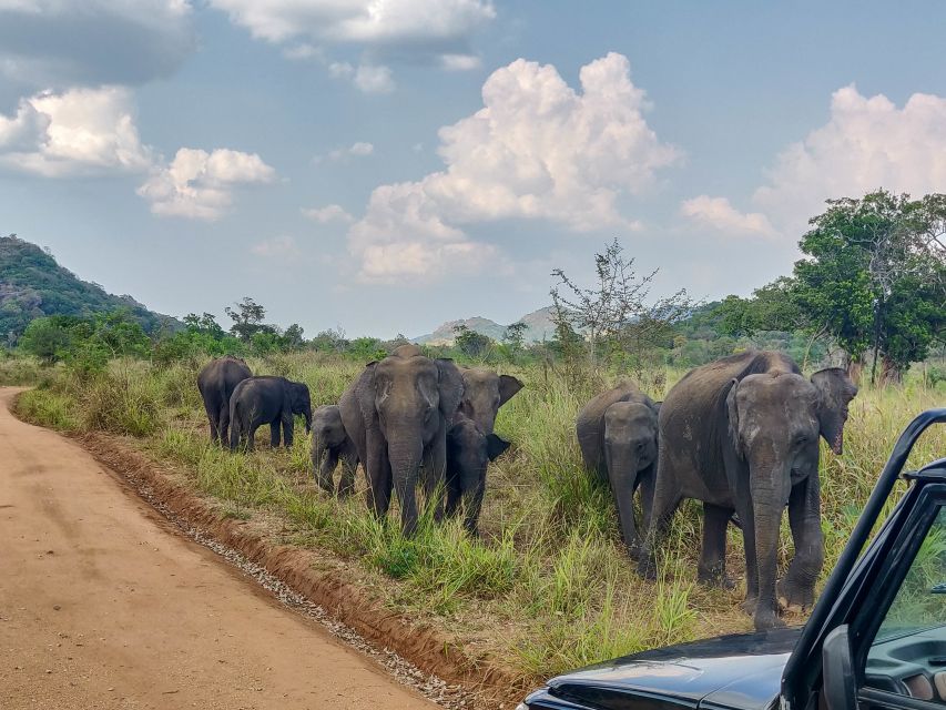 From Kandy: Sigiriya Rock, Village Tour and Minneriya Park - Minneriya National Park Wildlife
