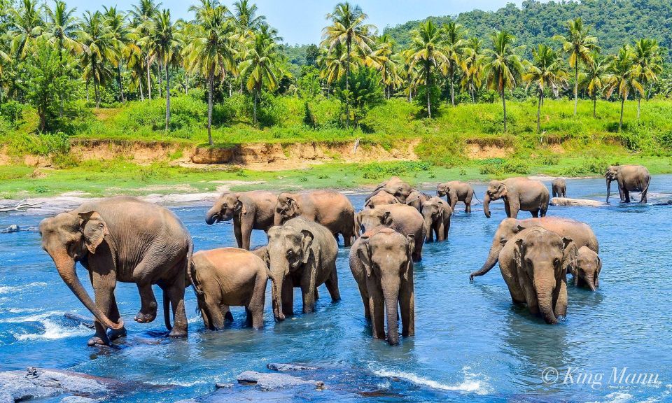 From Kandy To Pinnawala Tour By Tuk Tuk Pinnawala Sri Lanka - Review Summary