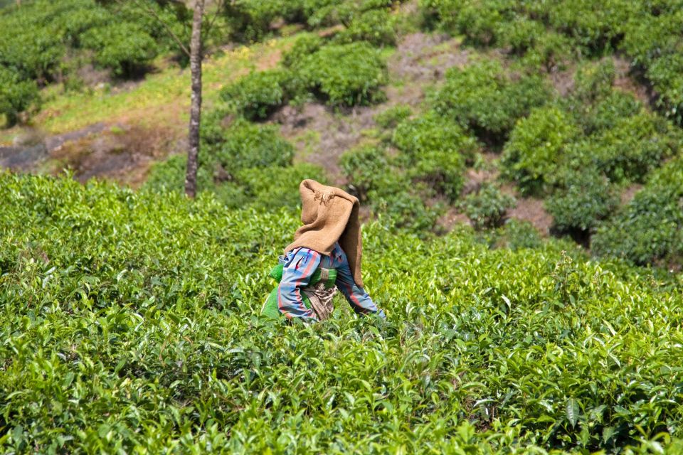 From Kochi: Munnar & Tea Museum Private Guided Tour - Logistics