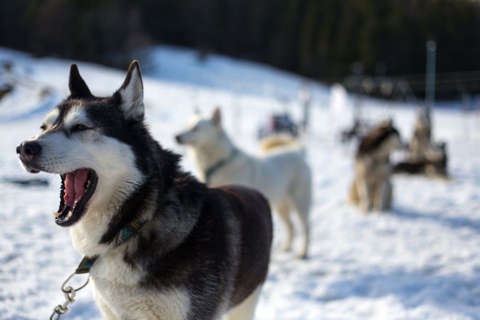From Krakow: Dogsled Ride in Tatra Mountain - Customer Reviews