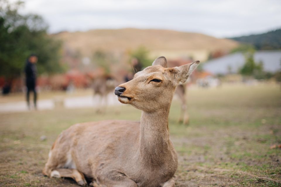 From Kyoto or Osaka: Private Walking Tour Through Nara - Additional Tour Information