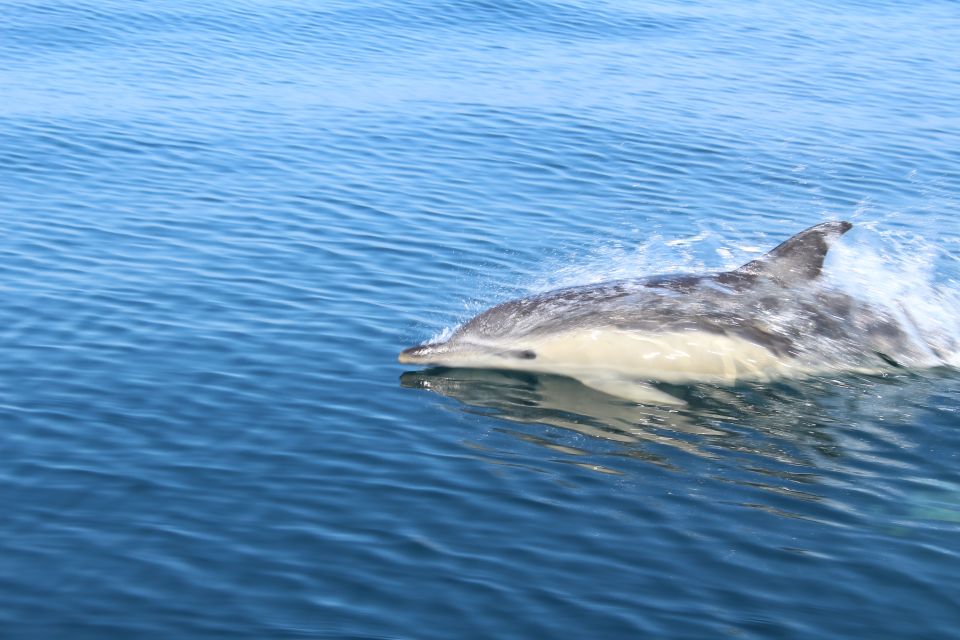 From Lagos: Dolphin Watching Boat Trip - Additional Information