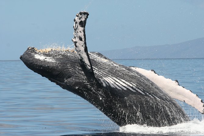 From Maalaea Harbor: Whale Watching Tours Aboard the Quicksilver - Whale Sightings