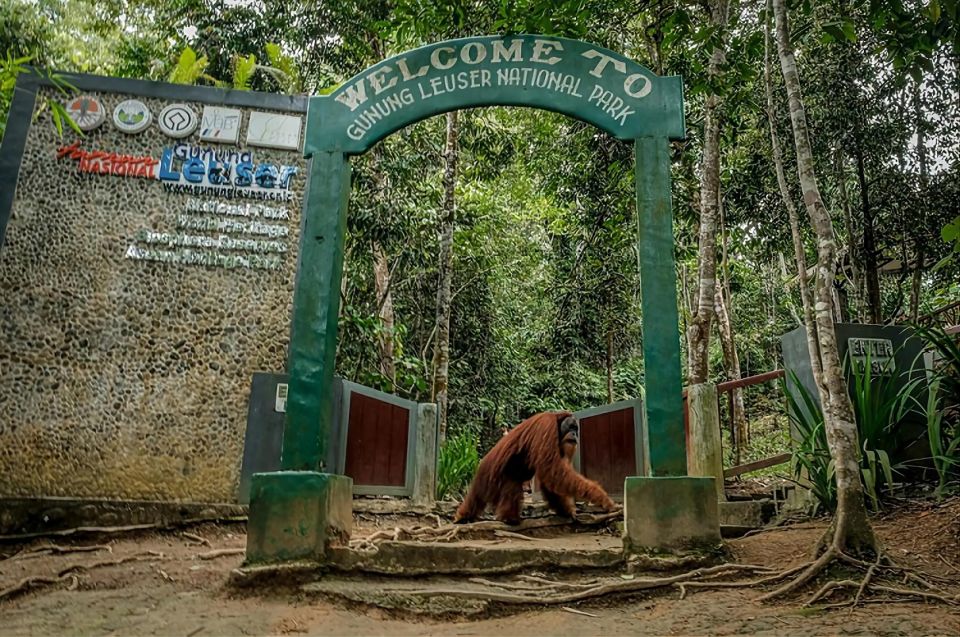 From Medan: Mount Leuser National Park Full-Day Trip - Convenience Services Offered