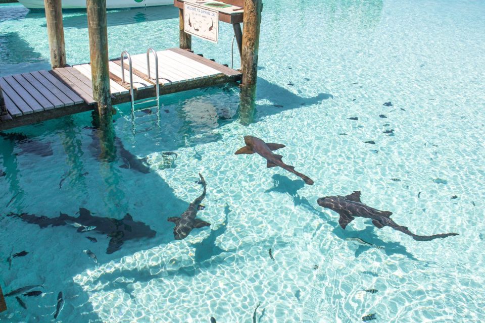From Nassau: Exuma Iguanas, Sharks & Swimming Pigs Day Tour - Important Reminders