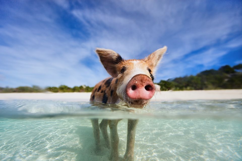 From Nassau: Exuma Swimming Pigs, Sharks and More - Transportation Details