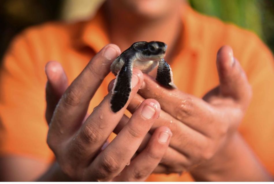 From Negombo: Madu River Safari & Turtle Hatchery Visit - Directions