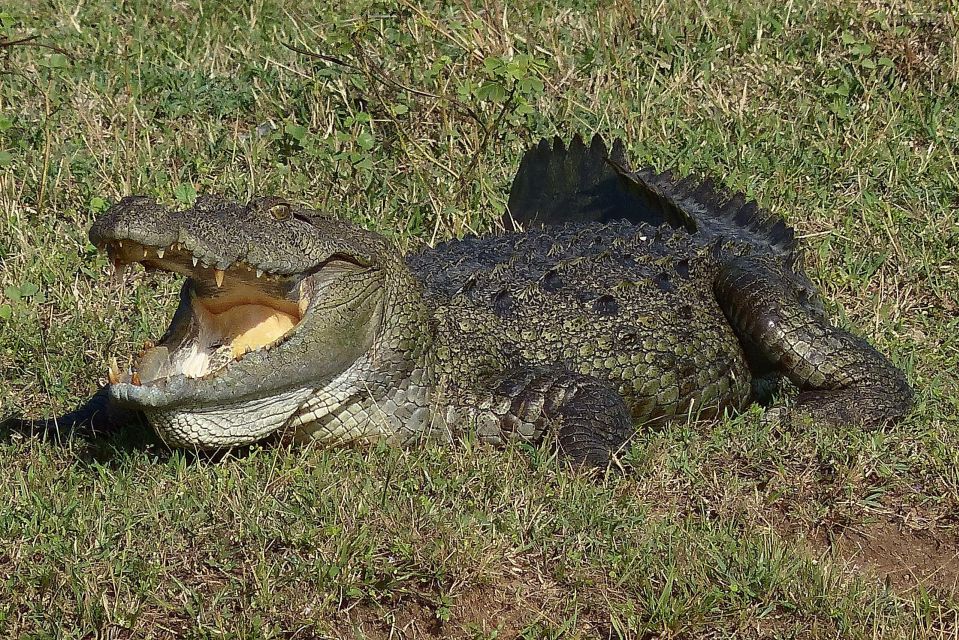 From Negombo: Yala National Park Leopard Safari Day Trip - Booking Details