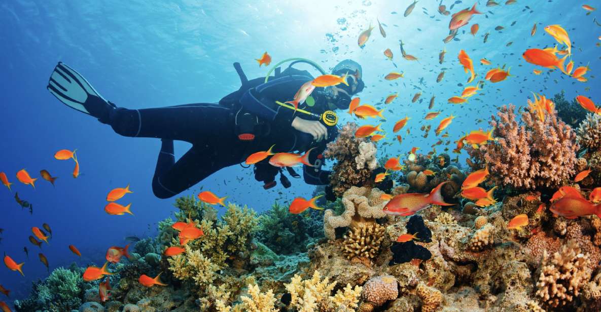 From Pattaya: Snorkeling or Beginner Scuba Diving Tour - Booking Details
