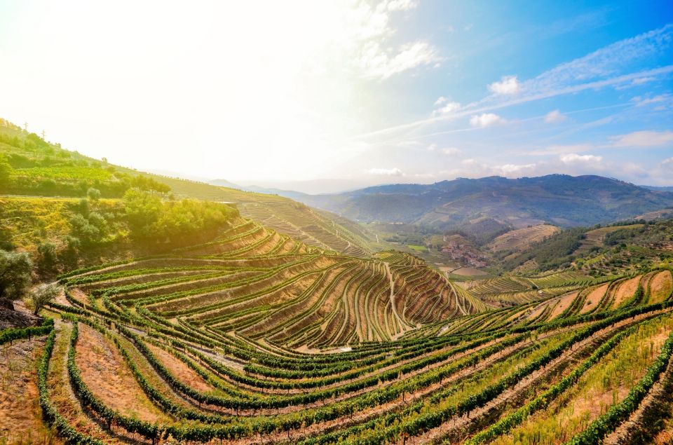 From Peso Da Regua: Douro Valley Tour - Review Summary and Recommendations