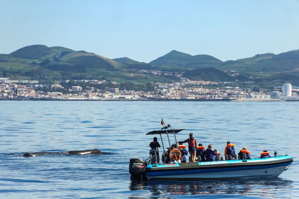 From Ponta Delgada: Whale and Dolphin Watching Trip - Review Summary