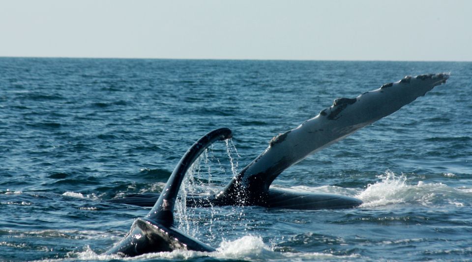 From Puerto Vallarta/Nuevo Vallarta: Whale Watching Cruise - Marine Biologist Insights