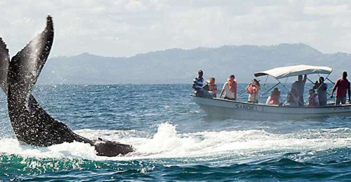 From Punta Cana: Samana Cayo Levantado / Whales - Pricing and Reviews