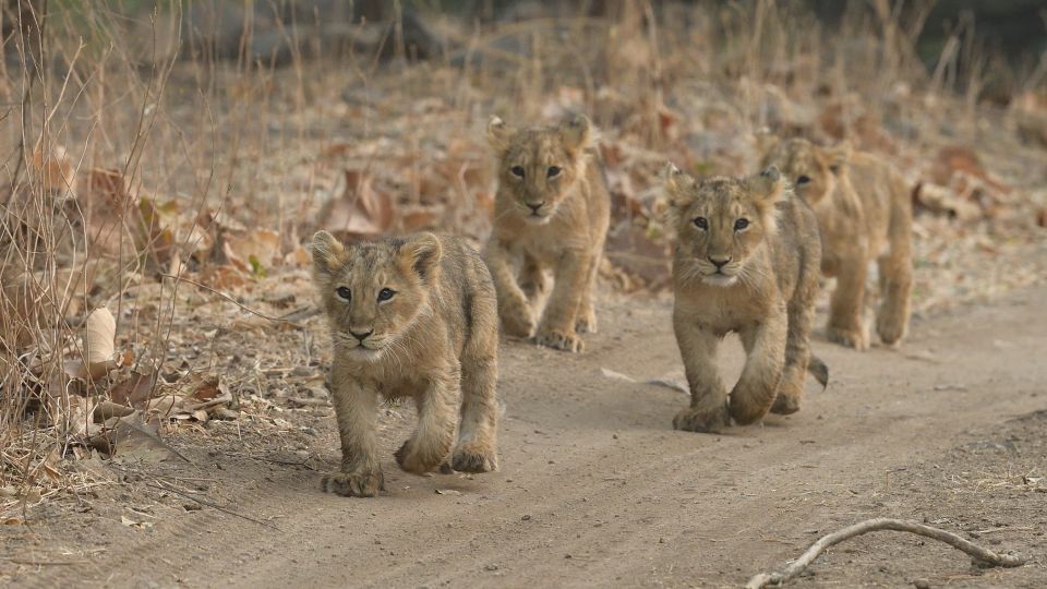 From Rajkot: Gir Somnath Weekend Tour - Inclusions