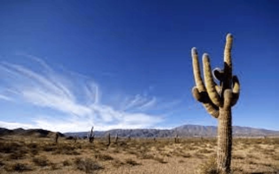 From Salta: Cachi and Los Cardones National Park Tour - Additional Information