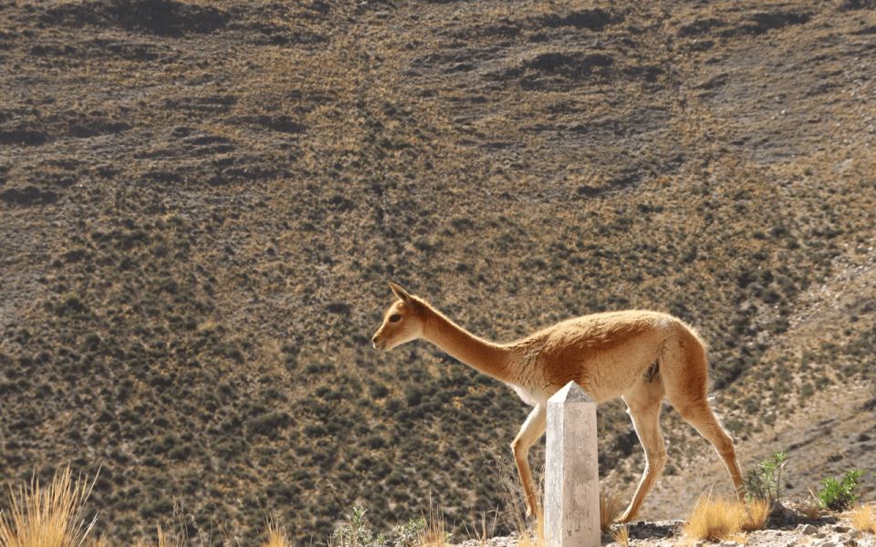 From Salta: Full-Day Tours of Cachi and Salinas Grandes - Additional Info