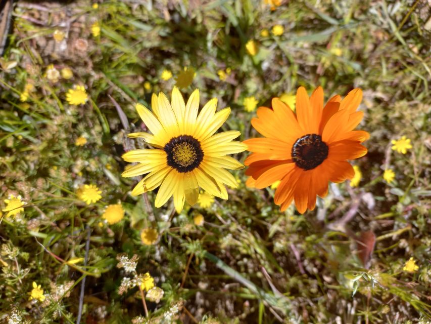 From Stellenbosch: Wildflower West Coast Guided Private Tour - Flower Season