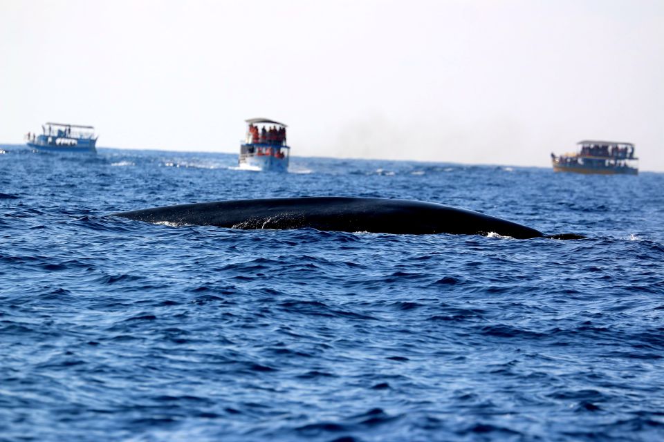 From Tangalle: Mirissa Whale Watching Tour With Breakfast - Additional Information