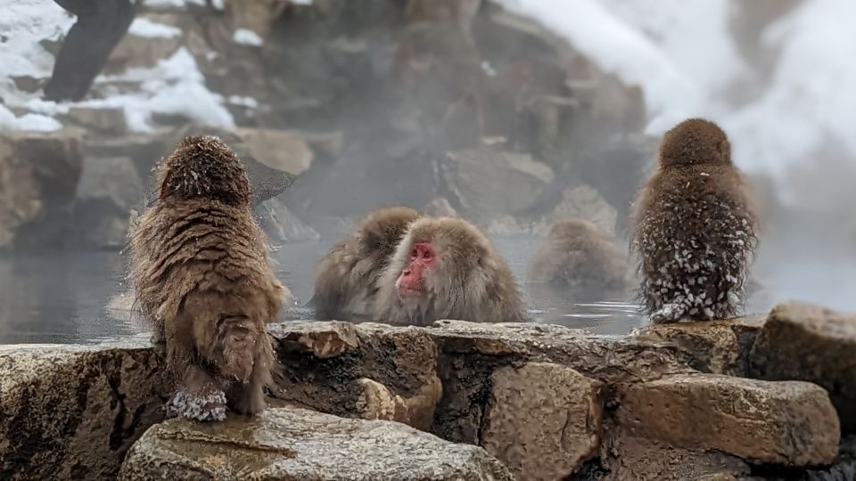 From Tokyo: Snow Monkey 1 Day Tour With Beef Sukiyaki Lunch - Booking Policies and Flexibility