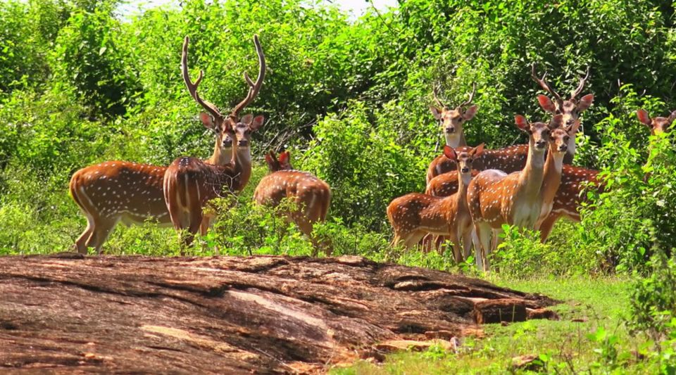 From Yala :- Yala National Park Thrilling Full - Day Safari - Safari Description