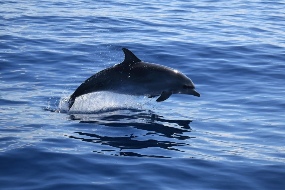 Funchal: Private Catamaran Tour With Dolphin Watching - Last Words