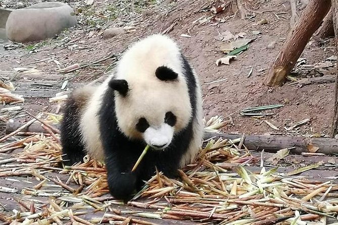 Giant Panda and Buddha 1 Day Tour - Safety and Guidelines