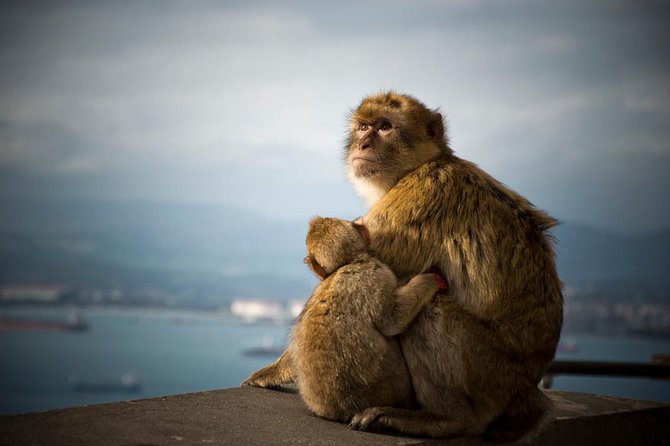 Gibraltar Rock Tour From Seville - Common questions