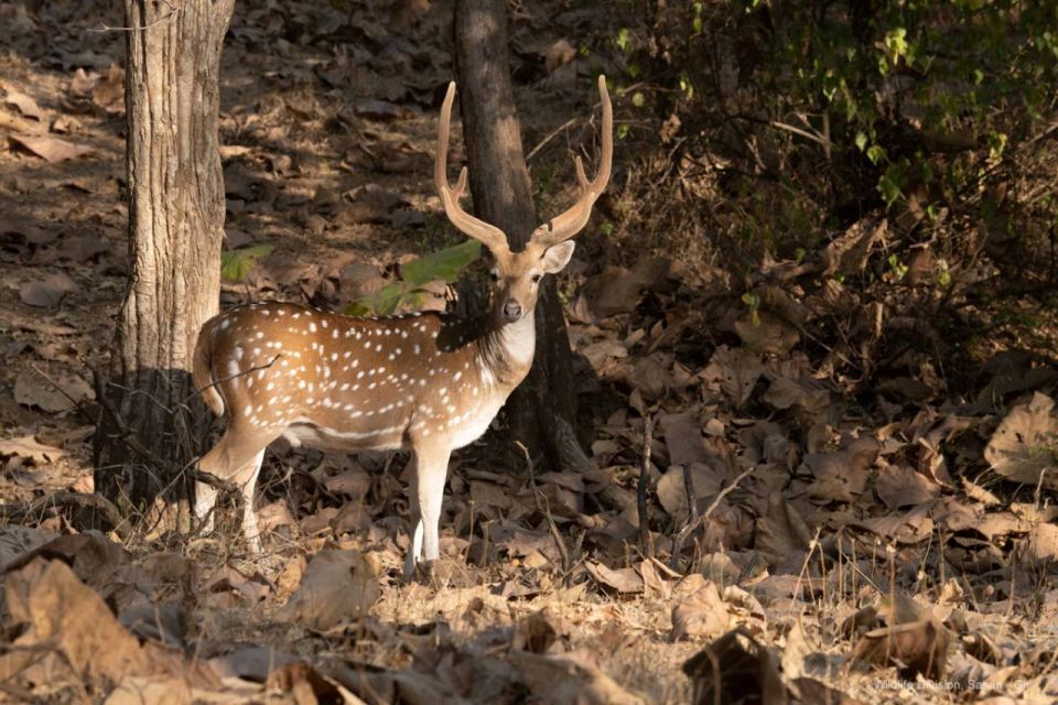 Gir National Park: Gir Forest Lion Safari in Open Jeep - Visitor Guidelines and Important Notes