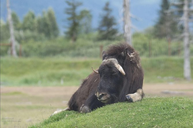 Glaciers and Wildlife: Super Scenic Day Tour From Anchorage - Logistics and Pickup Information