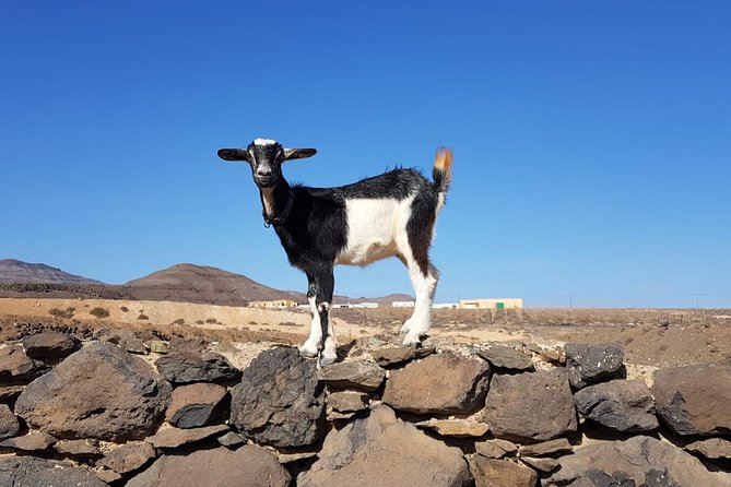 Goat Trekking Fuerteventura - Pricing and Terms