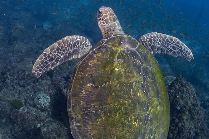 Gold Coast Try-Scuba Experience at Cook Island Aquatic Reserve - Meeting Point Details