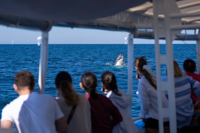 Gold Coast Whale Watching Cruise - Pricing Details