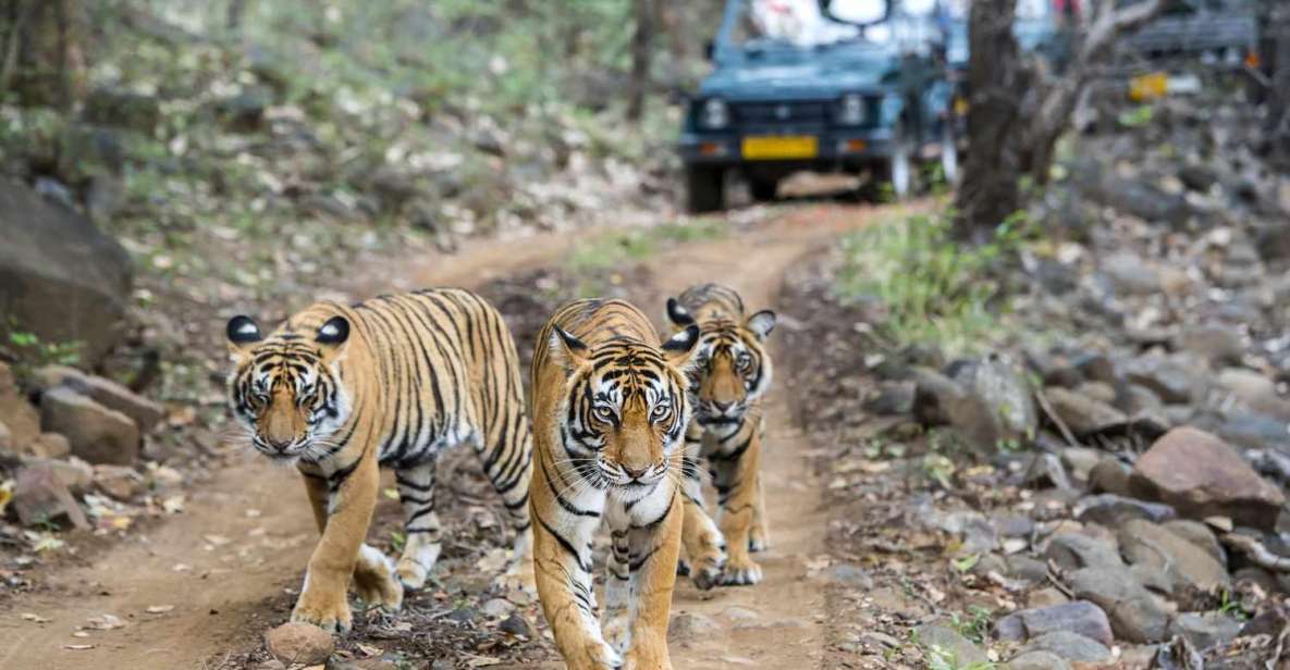 Golden Triangle Tour Ranthambore: A Wildlife Tour Experience - Common questions