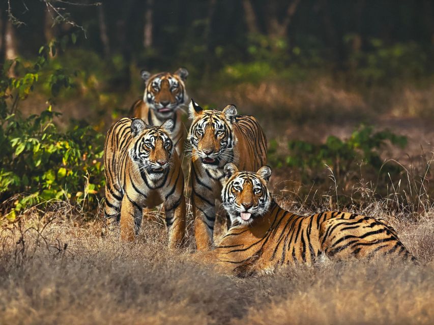 Golden Triangle Tour With Ranthambore by Car 6 Nights 7 Days - Day 03: Taj Mahal at Sunrise & Ranthambore