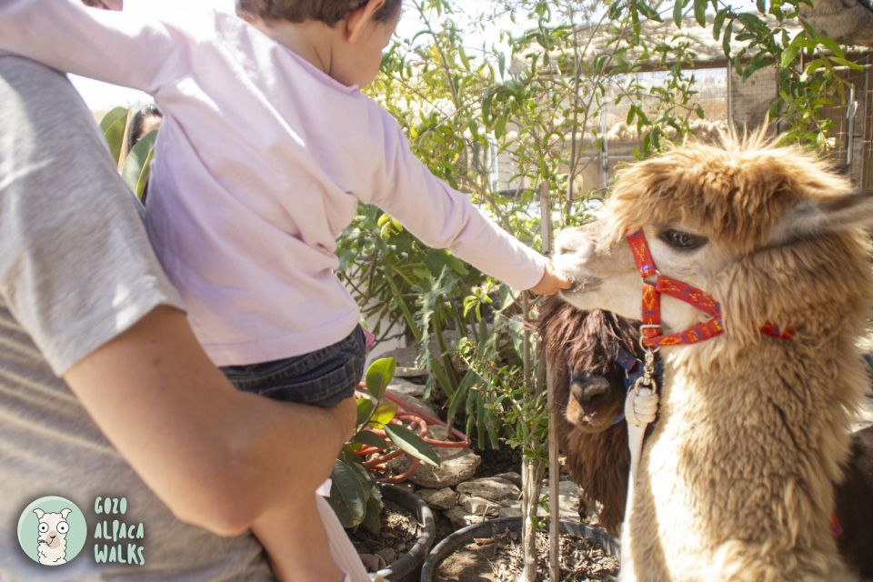 Gozo: Farm Visit With Alpaca Walk and Feeding - Participant Selection and Date
