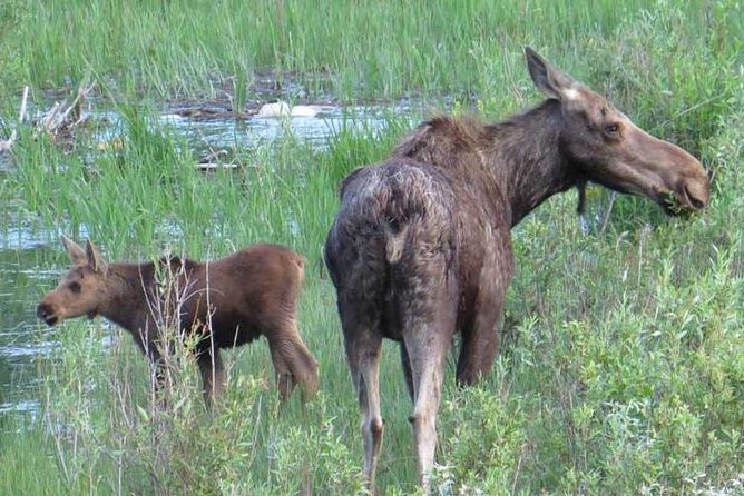 Grand Teton National Park - Full-Day Guided Tour From Jackson Hole - Cancellation Policy Details