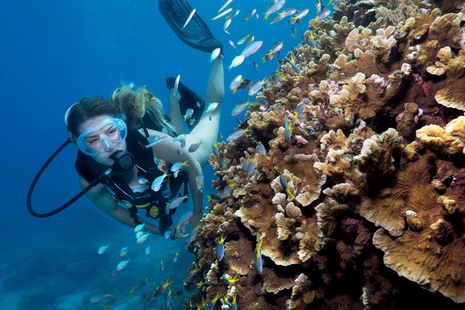Great Barrier Reef Diving and Snorkeling Cruise From Cairns - Lowest Price Guarantee