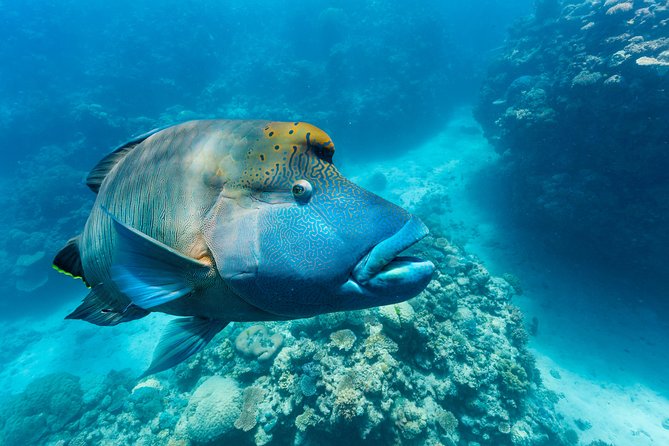 Great Barrier Reef Snorkeling and Diving Cruise From Cairns - Additional Activities and Options
